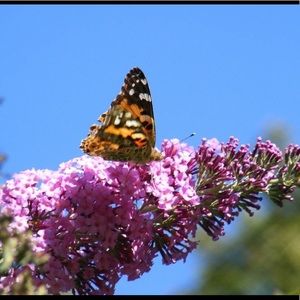Meet your Posher, Anne